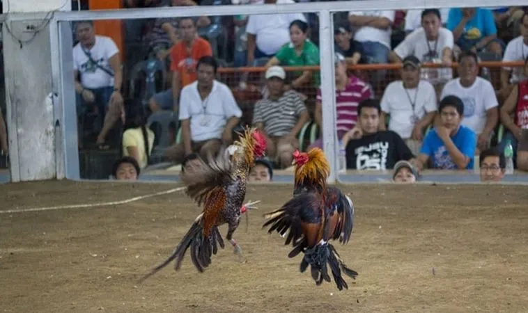 Đá Gà 8KBet thu hút đông đảo người xem