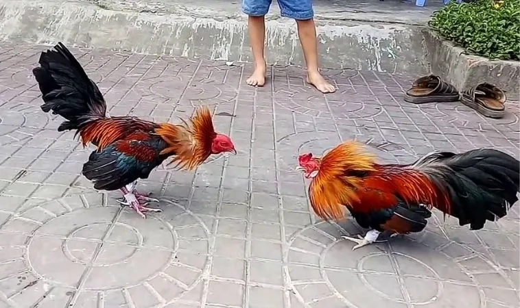 Đá Gà GA28 tại 8KBet