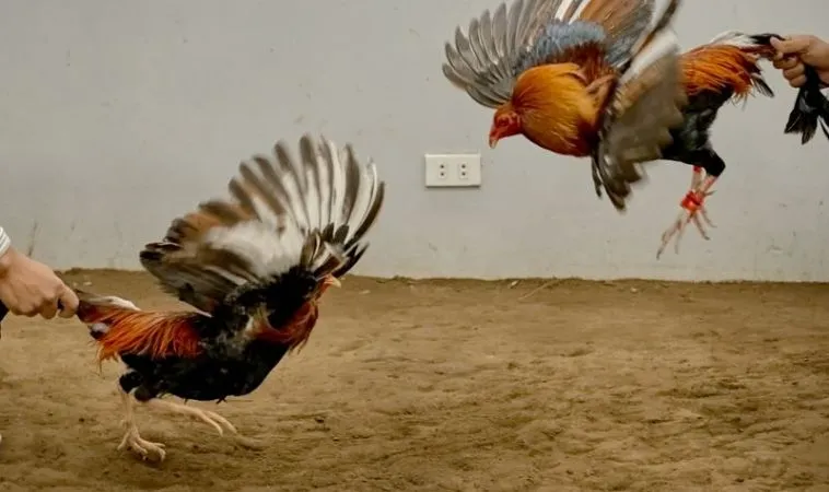 Trận đấu Đá Gà GA28 hấp dẫn tại 8KBet